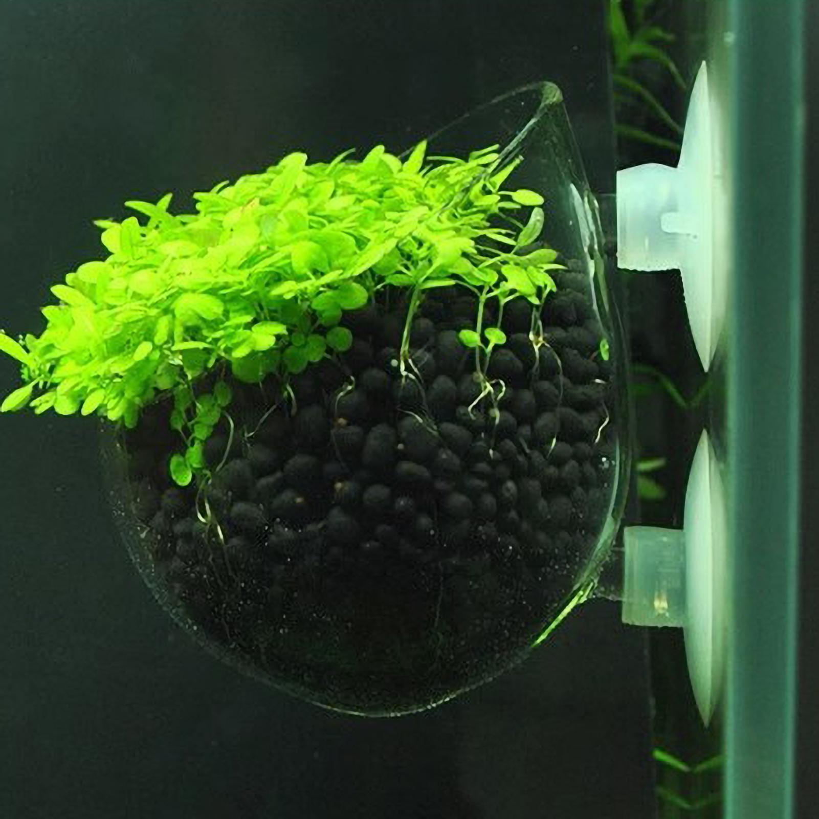 Aquarium Plant Ornament - 수족관 식물 홀더 유리 수생 식물