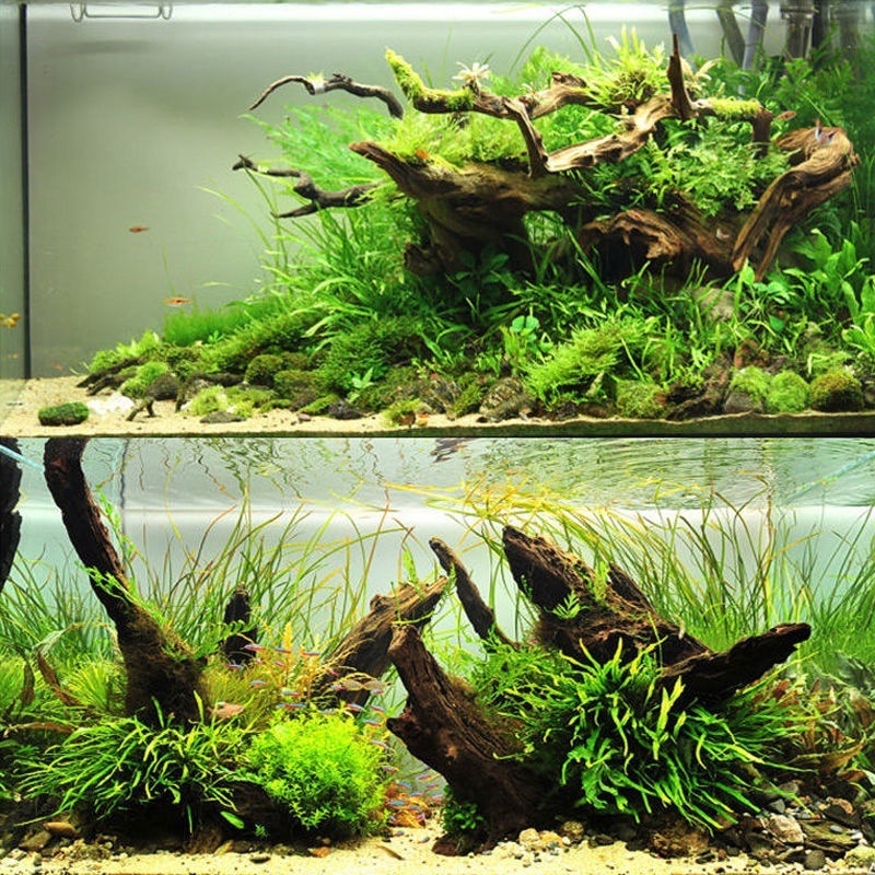 Planted Aquarium With Driftwood - 천연 유목 수족관 이끼 나무 모양