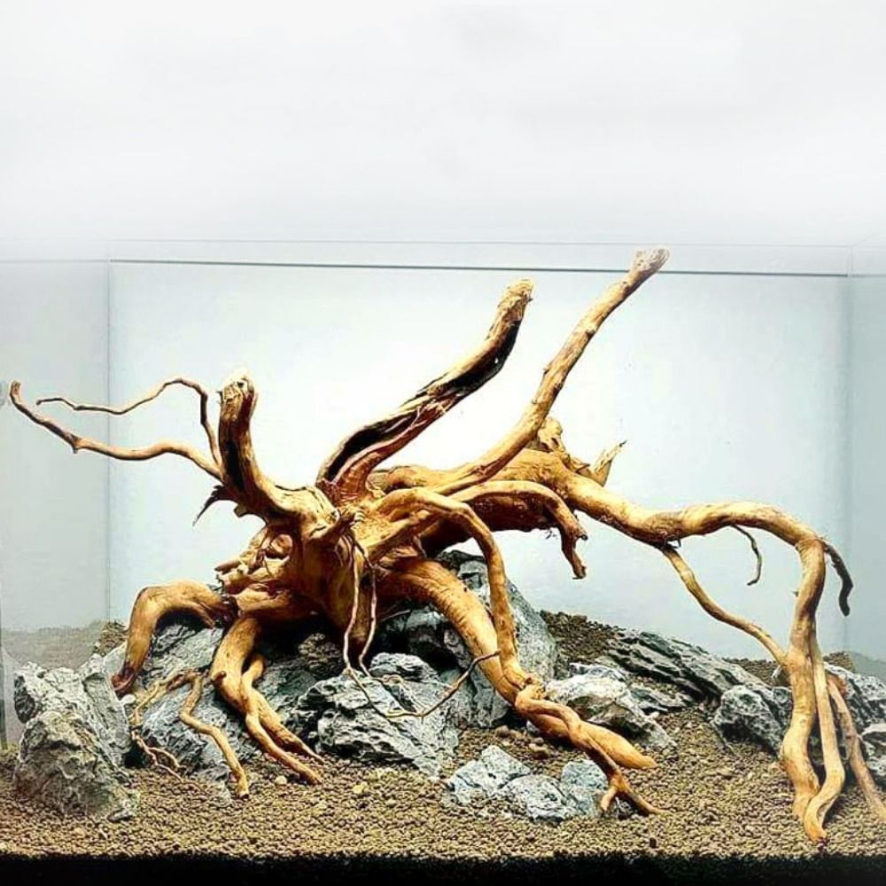 Planted Aquarium With Driftwood - 20-25CM 대형 수족관 유목 자연식물 장식