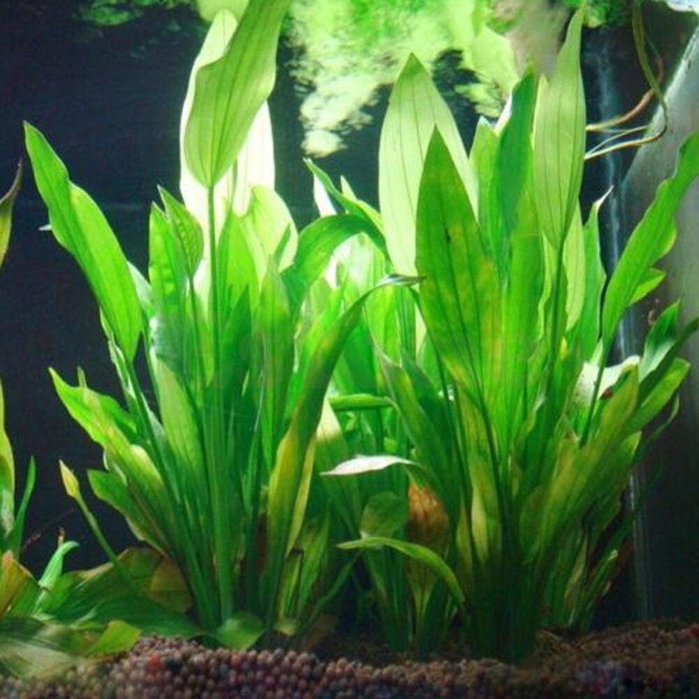 Aquarium Plant Ornament - 인공 수족관 장식 식물, 물 잡초
