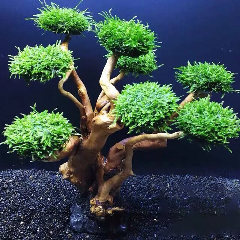 Planted Aquarium With Driftwood - 어항 장식용 나무 모양 모스 트리