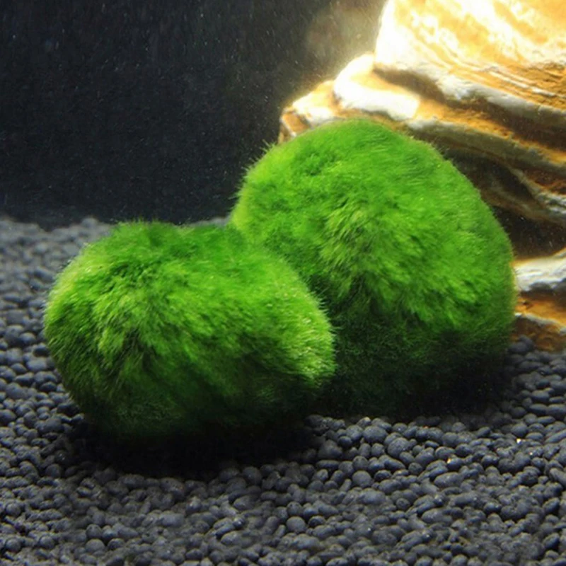 1개 3-4cm 이끼 공 생물 수족관 식물 조류 물고기 - Aquarium Planted Tank Substrate 리뷰 및 가격