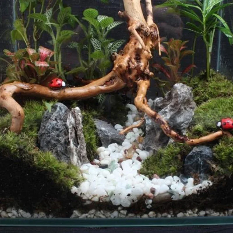 천연 나무 줄기 유목 수족관 어항, 파충류 실린더 뿌리 - Planted Aquarium With Driftwood 리뷰 및 가격
