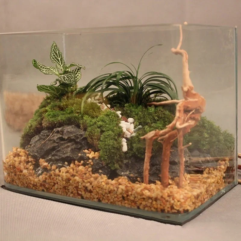 천연 나무 줄기 유목 수족관 어항, 파충류 실린더 뿌리 - Planted Aquarium With Driftwood 리뷰 및 가격