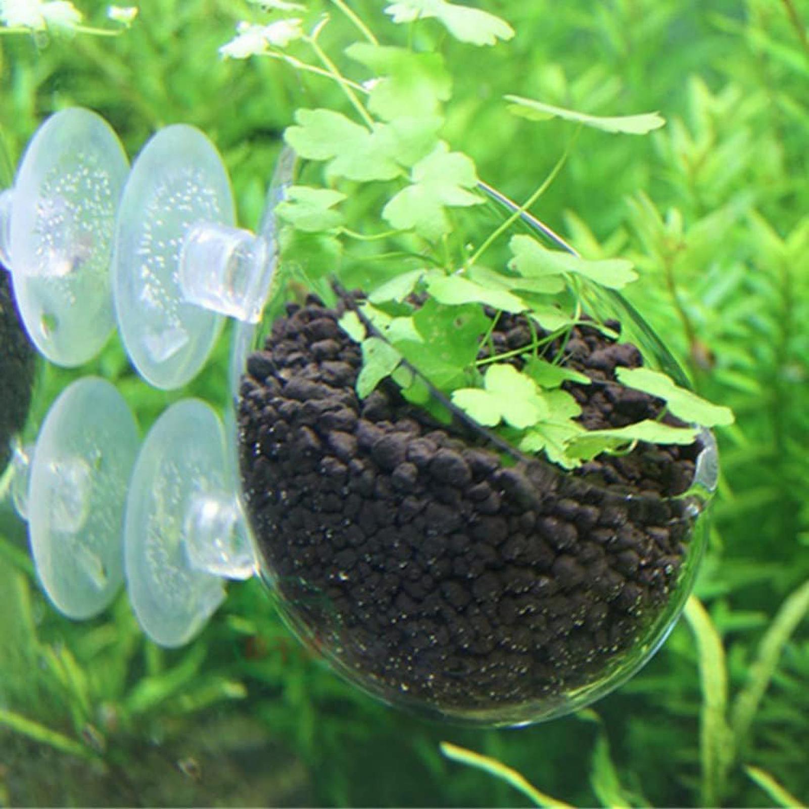 수족관 식물 홀더 유리 수생 식물 화분 흡착판 포함 생 - Aquarium Plant Ornament 리뷰 및 가격