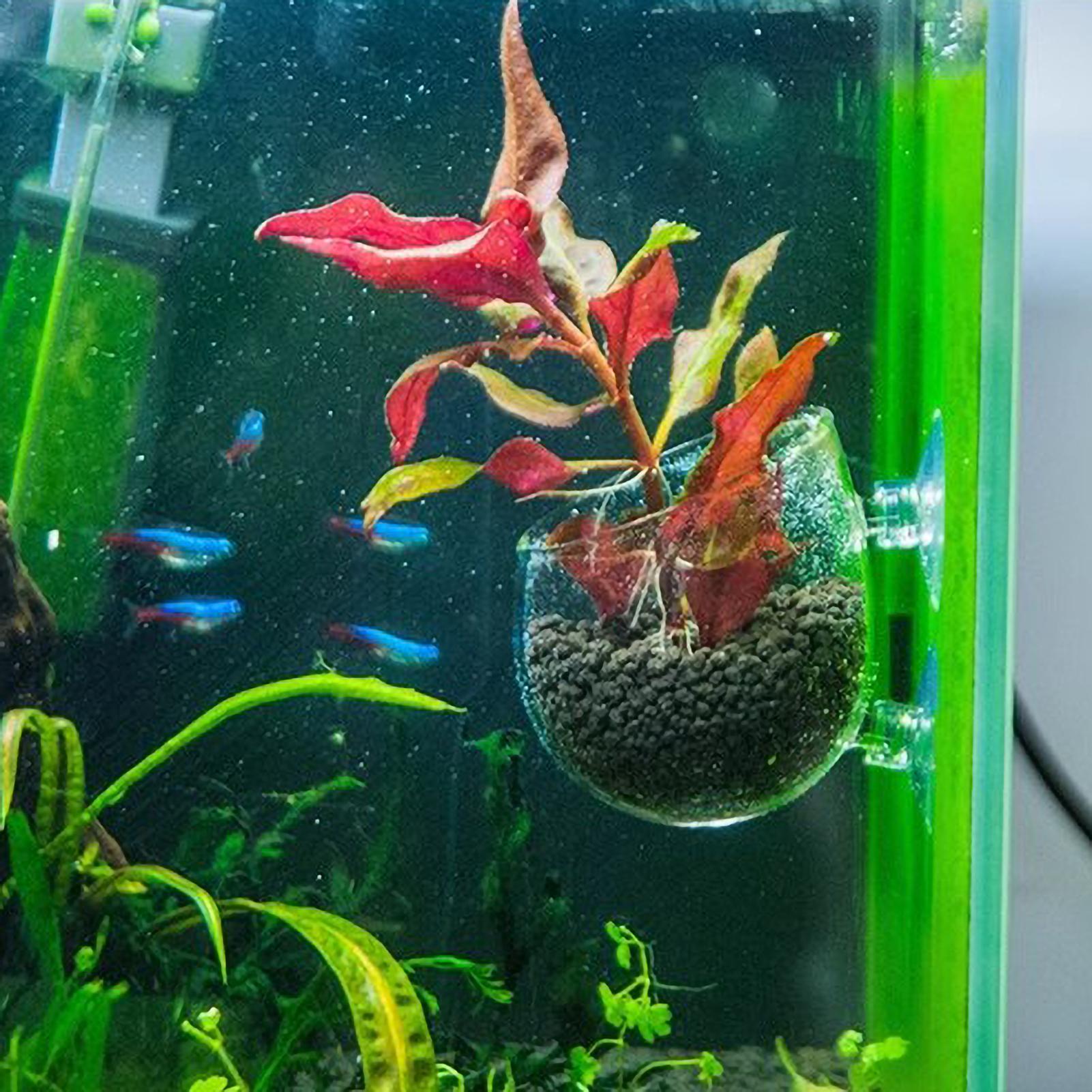 수족관 식물 홀더 유리 수생 식물 화분 흡착판 포함 생 - Aquarium Plant Ornament 리뷰 및 가격