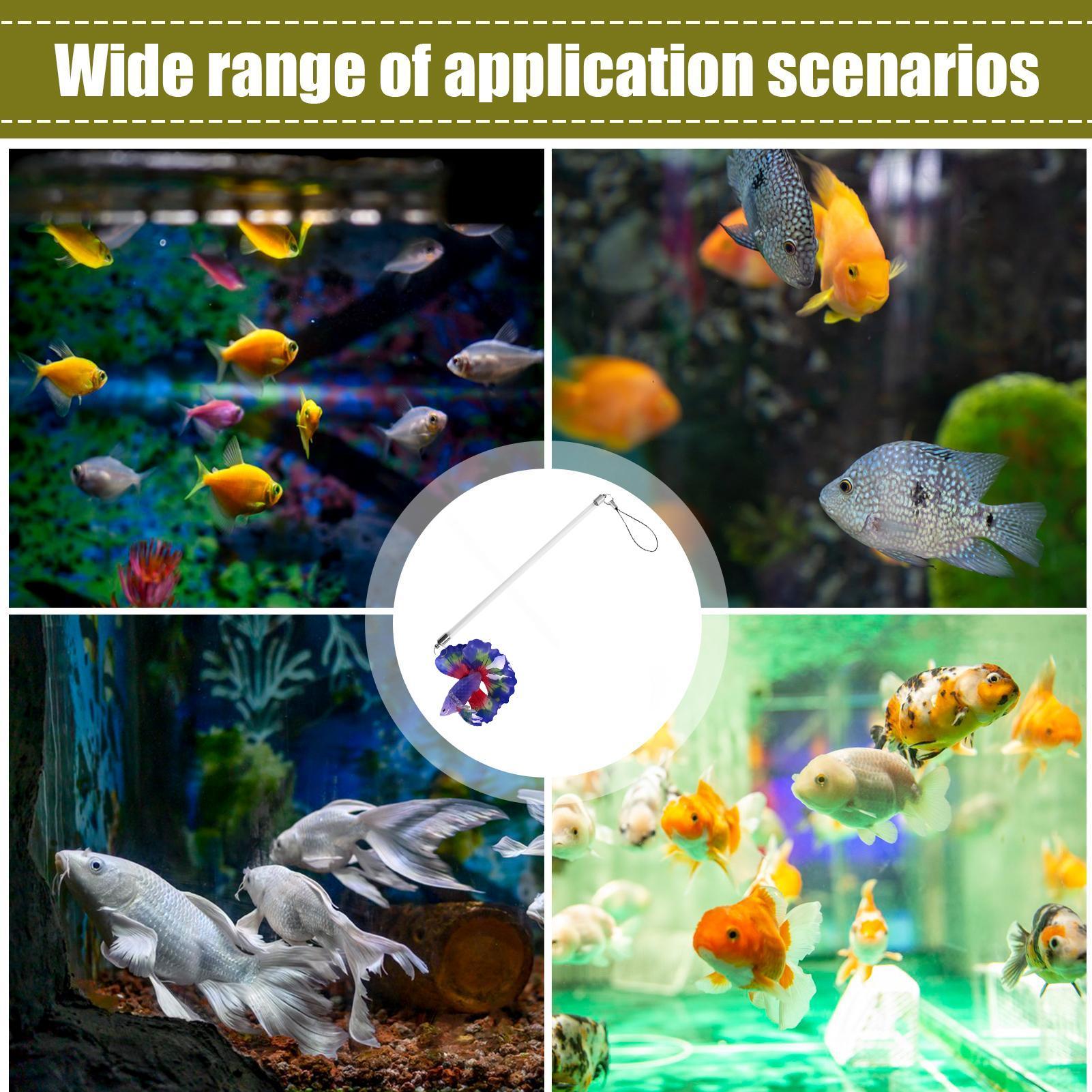 베타 훈련용 막대 인터랙티브 장난감, 수족관 초보자,  - Planted Aquarium For Beginners 리뷰 및 가격