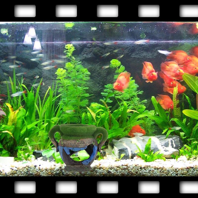 물고기 새우 탱크 조경 장식품에 대 한 이끼 수족관 장 - Aquarium Plant Ornament 리뷰 및 가격