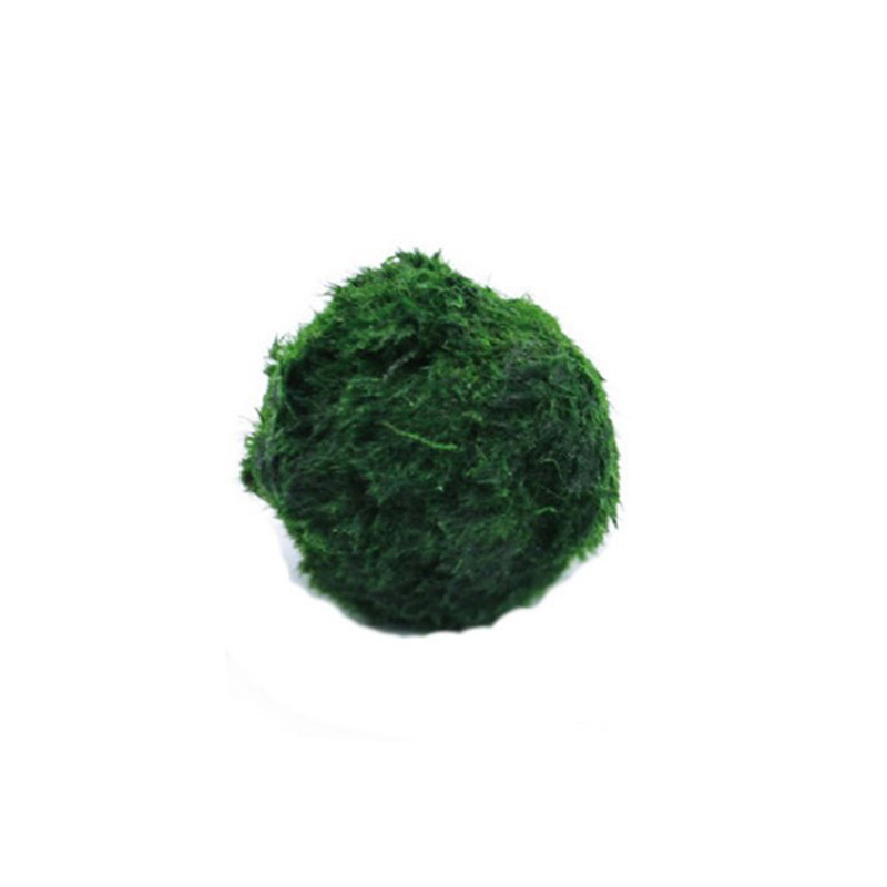 마리모 이끼 공 생물 수족관 식물 조류 물고기 새우 탱 - Aquarium Planted Tank Substrate 리뷰 및 가격