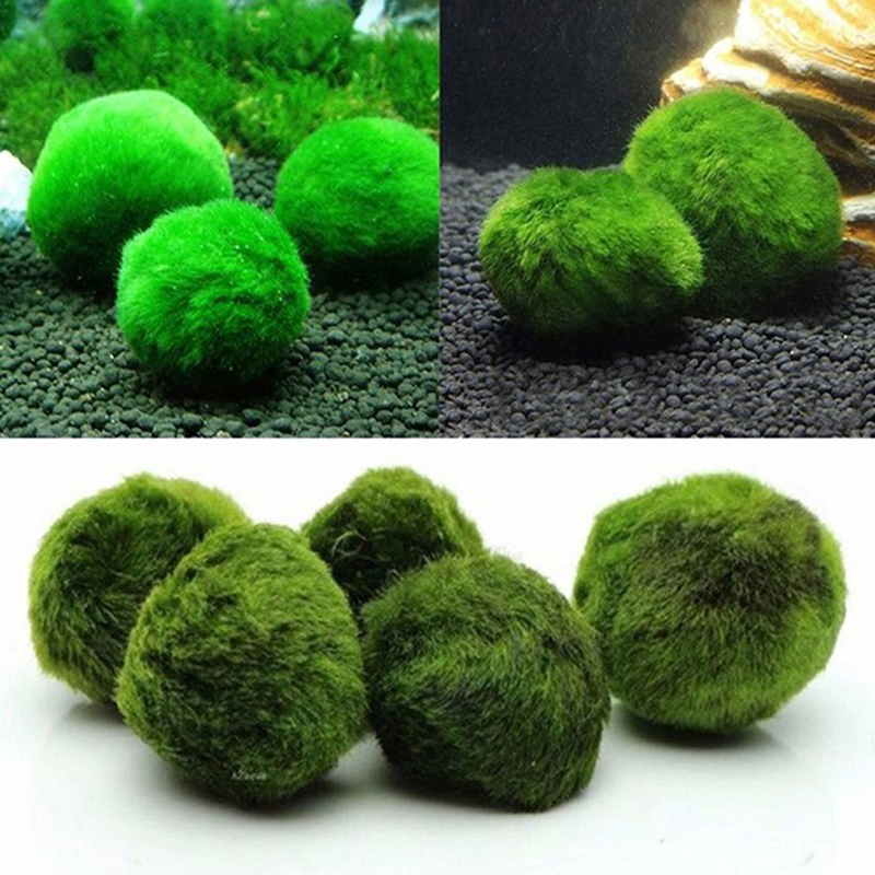 마리모 이끼 공 생물 수족관 식물 조류 물고기 새우 탱 - Aquarium Planted Tank Substrate 리뷰 및 가격