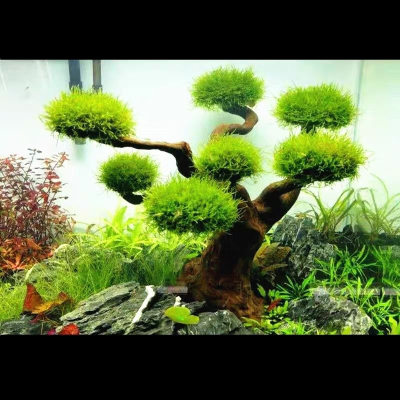 수족관 장식 이끼 드리프트우드 어항 조경 수초 이끼 나 - Planted Aquarium With Driftwood 리뷰 및 가격