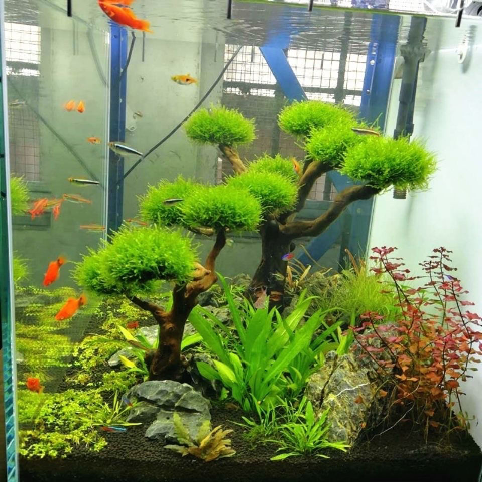 수족관 장식 이끼 드리프트우드 어항 조경 수초 이끼 나 - Planted Aquarium With Driftwood 리뷰 및 가격